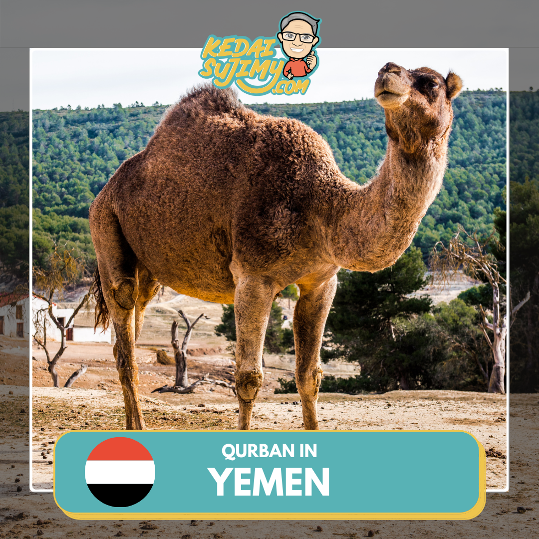 Qurban 2025/1446H - Yemen - Unta/Camel Whole