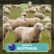 Qurban 2024/1445H - Australia (Sheep)