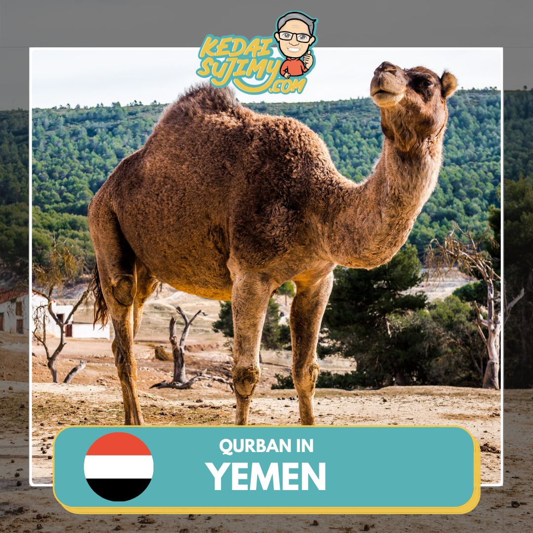 Qurban 2024/1445H - Yemen - Unta/Camel Whole