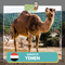 Qurban 2024/1445H - Yemen - Unta/Camel Whole