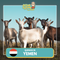 Qurban 2024/1445H - Yemen - Kambing/Goat