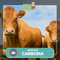 Qurban 2024/1445H - Cambodia (Cow - 1/7th Portion)