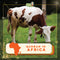 Qurban 2024/1445H - Africa (Cow - 1/7th Portion)