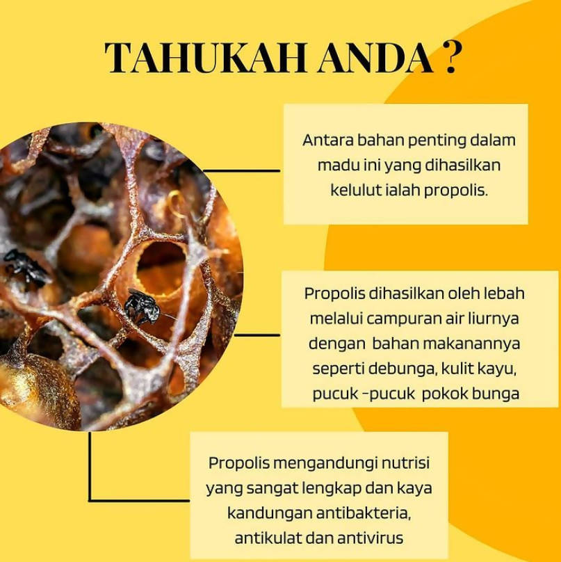 Aafiah™️ Madu Kelulut Asli