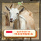 Qurban 2024/1445H - Lombok (Goat)